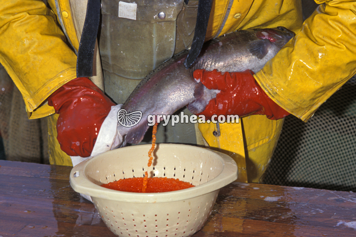 Truite - Ponte provoquée d'une truite femelle (truite arc-en-ciel) - gryphea.com